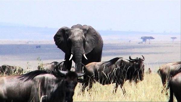 Where to See Wildlife in Kenya