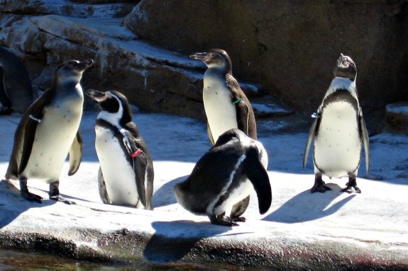 How to Spend a Day at Woodland Park Zoo