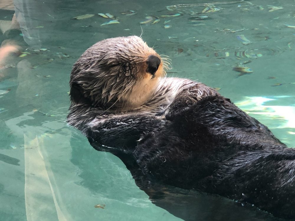 Playful otter at Seattle Aquarium